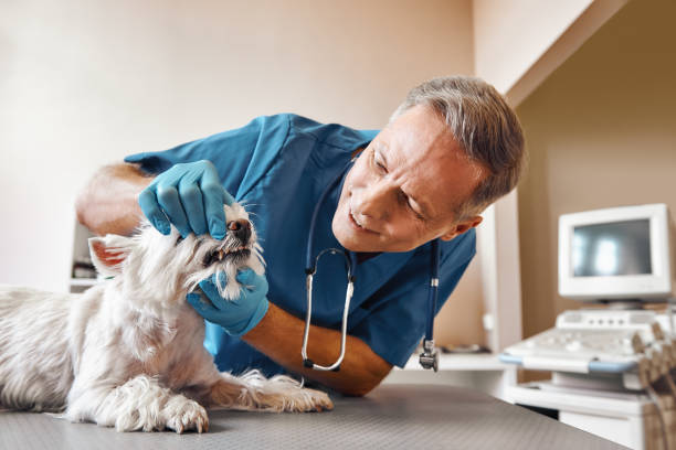 Best Emergency Dental Surgery in Moyock, NC